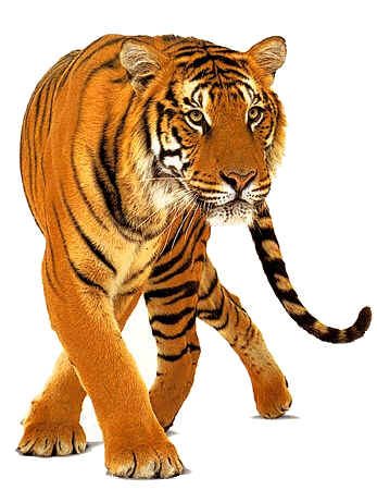 A Magnificient Tiger
